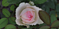怀旧浪漫/M-nostalgic romance
切花玫瑰/庭院玫瑰
2012年最新品种，长势快，耐热性好，夏季高温花型颜色保持好，花量大，浓郁的水果香气。

培育：2012日本，童话玫瑰有限公司（有限会社メルヘンローズ）冠以M的一系列品种是该公司销售的一系列品种。花瓣很多，具有古老月季与英国月季的风格特征。
类别：切花, 前粉色花朵，像老月季花型一样，花大浓香