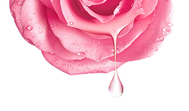 玫瑰 粉色玫瑰花局部 特写 滴水 水嫩 ...