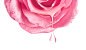 玫瑰 粉色玫瑰花局部 特写 滴水 水嫩 水润 化妆品植物素材 花朵 图片