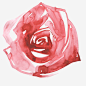 粉红色的玫瑰水彩_新图网 https://ixintu.com 小清新 美丽 创意花卉 水彩 彩色 花朵 唯美 个性 简单