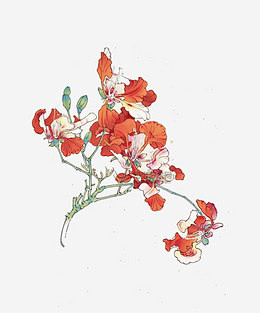 美术凤凰花