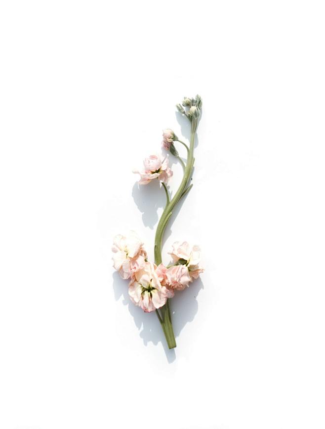 pink petaled flower ...