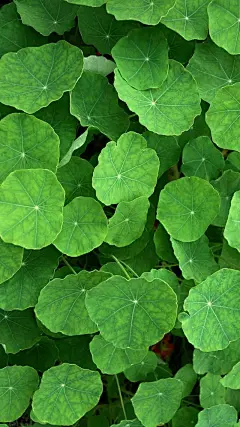 〈绿色壁纸〉墨已入水渡一池青花，揽五分红霞采竹回家