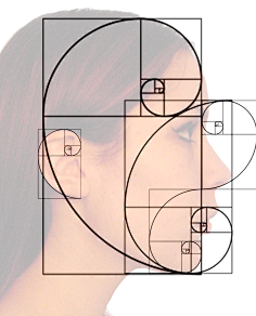 自然界中的黄金分割数列1点点鱼~采集到camera采集kan.weibo.