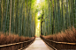 General 2048x1367 landscape nature path bamboo trees forest temple