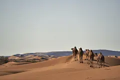 沙漠骆驼高清摄影大图