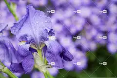 虹膜 花壁纸 花 自然 美丽的花朵 紫色的 花园 植物群