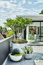 Leichhardt landscape design project. Photography Natalie Hunfalvay. Architect CDArchitects