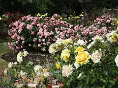 2019年6月中旬，伊丽莎白女王公园玫瑰花园，甜美精致的粉色皇家博尼卡和黄色玫瑰