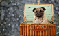 顽皮可爱的巴哥犬图片 1920x1200