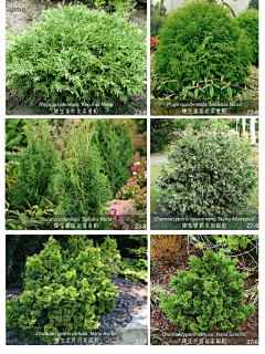 XYAAA采集到植物材料-花境植物品种(灌木/宿根and观赏草)