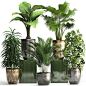 3d models: Indoor - Plant collection 354