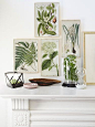 botanical prints