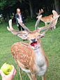 网友拍到一只咬到了苹果的小鹿，露出了本质吃货的最纯真笑容 ​​​​