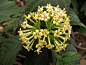 茜草科Rubiaceae的长柱山丹属Duperrea柱山丹（Duperrea pavettaefolia）开花末期

