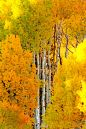 [桦树林秋季，科罗拉多州。] 