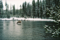elk in the river (by rks71794)