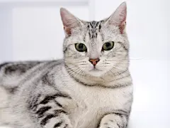高清可爱的小猫咪桌面高清壁纸桌面壁纸2