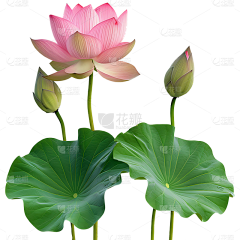 弟噬天采集到中国风花的素材
