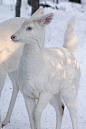 White deer are awesome! #Deer #Animals #Unique