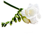 素材·白花_24