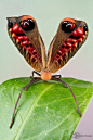 Photograph Peacock Katydid by Colin Hutton on 500px
