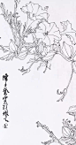 从白描到创作———陈子奋花鸟画合集