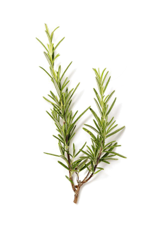 师扶采集到植物_飘物