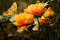 鲜花 背景 蝴蝶 美丽 橙色 光明 图片