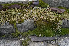 石墙上毛茸茸的苔藓