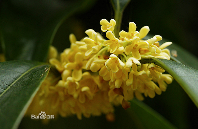 桂花（英文Sweet Olive），木犀...