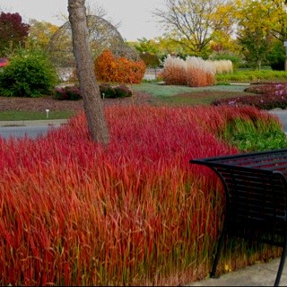 Japanese Blood Grass...