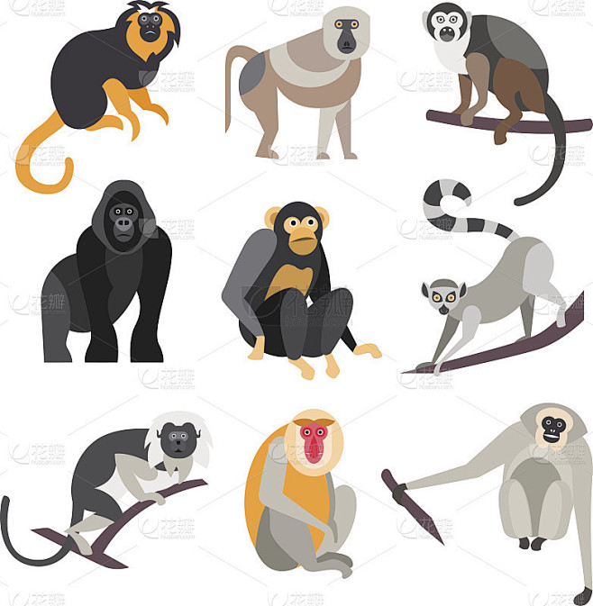 猿猴系列。矢量图