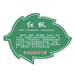 枫树树牌
