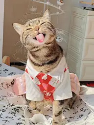 Images〔猫喵喵〕