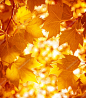 干燥的秋季树叶背景、 金枫叶树树叶、 明亮的黄色阳光、 秋园、 四季变化、 秋天自然