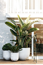 Terrace houses or terraced houses demonstrate a style of medium-density housing that originated in Europe in the 16th century. I love these potted plants so much. Makes for such a lush veranda! #terrace #veranda #outdoorspaces #outdoorliving #homegoals