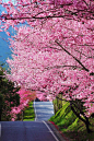 台湾的樱花
Taiwan Blossoms