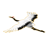 GFxjsrkO采集到五图