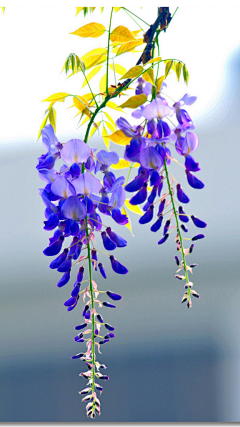 宇见宙鸭采集到花素材