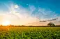 Green rice fild with evening sky