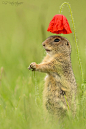 ~~Stand to attention! | ground squirrel under a red poppy | by Oliver Geiseler~~