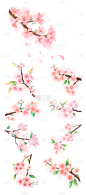 2309SC-素材组合-手绘粉色水彩樱花花卉植物元素