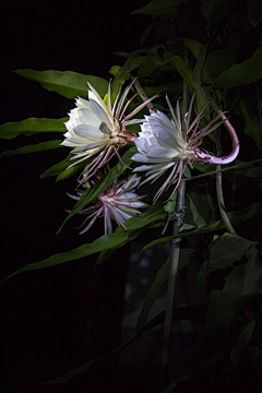 小资情绪、采集到植物、花朵