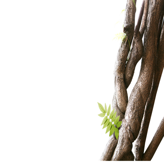 植物 草  绿叶 大树 叶子 绿色植物 ...