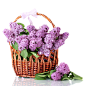 放篮子里的紫丁香45769_花卉写真_花卉类_图库壁纸_联盟素材