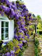 wisteria | Cosas que me encantan de jardinería | Pinterest