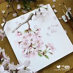 水彩---樱花-梨花-桃花-海棠花、梅花 - 高清图片，堆糖，美图壁纸兴趣社区