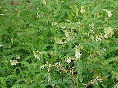 豆了RR采集到品种-药用