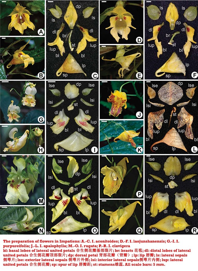 凤仙花花部结构图